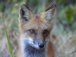 Fototapeta premium Portrait of a red fox, that lives within the wetland forest, of the Bombay Hook National Wildlife Refuge, Kent County, Delaware. 