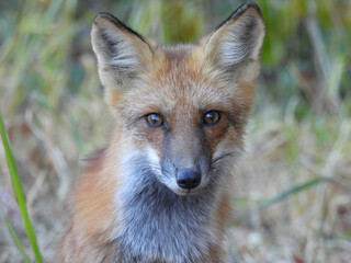 Portrait of a red fox, that lives within the wetland forest, of the Bombay Hook National Wildlife Refuge, Kent County, Delaware. 