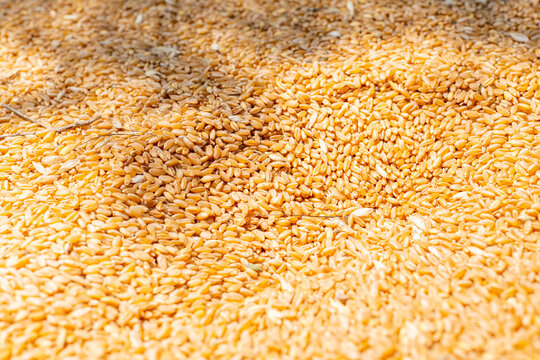 Golden Wheat Grains Spread out Under Sunlight