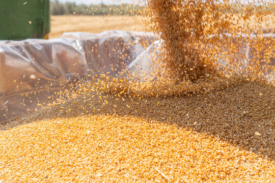 Transferring freshly harvested wheat grain into a truck