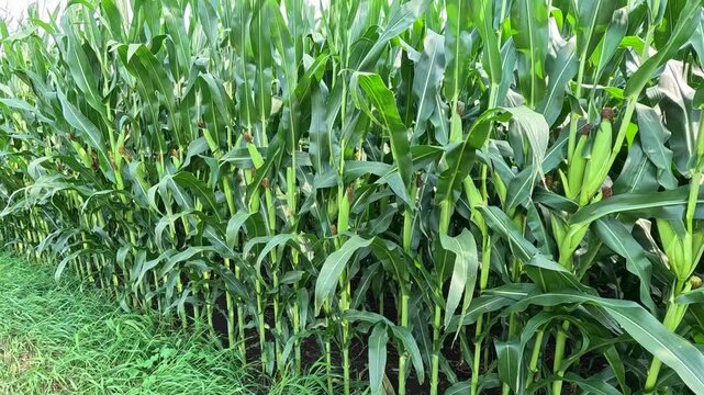 Green Corn Plants Blowing in the Wind, Corn Cobs with Dried Brown Silk, Handheld Close-Up