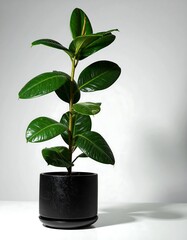 Fiddle leaf fig plant in black pot