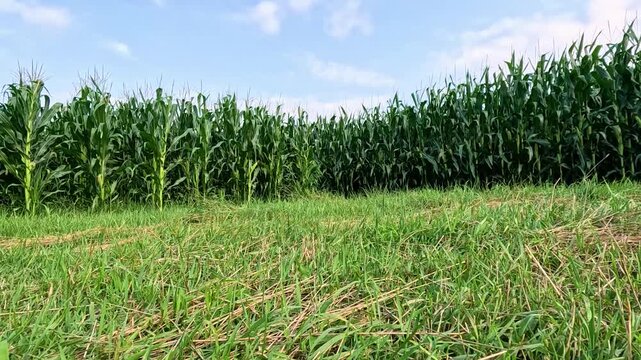 Green Cornfield Corner with Tasseling Corn Stalks Blowing in Wind, Blue Sky, Low Angle View