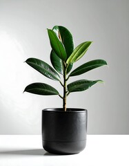 Fiddle-leaf fig plant in a modern planter