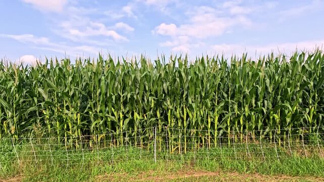 Tasseling Corn with Dried Silk Blowing in Wind Behind Fence with Bird Flying, Handheld Straight-On View