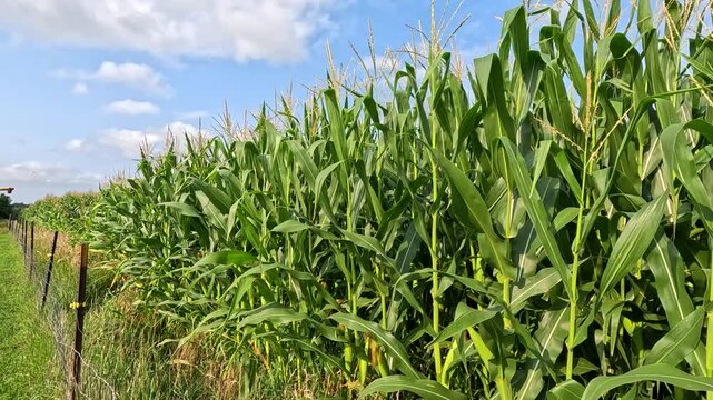 Tasseling Cornfield Blowing in Wind from Angled View with Auger on Grass