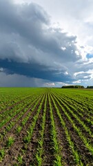 Field of new growth under storm clouds