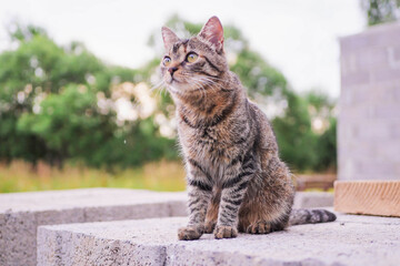 Cat sitting on a concrete blocs and looking on something. Country side out of focus in the background. Hunter look on the model face. Pet living free on a farm or in rural area.