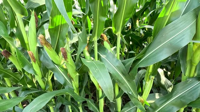 Corn Stalks Along Row, Walking with Close-Up Pan Then Turning to Distant Corner Tasseling Field