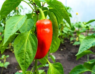 Red bell pepper on plant in greenhouse
