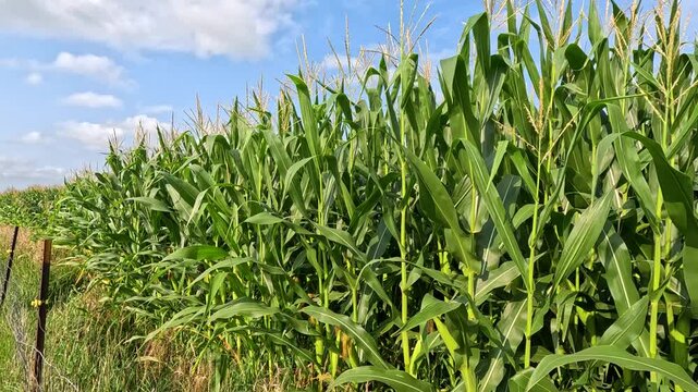 Cornfield with Green Leaves and Tassels by Tall Grass and Fence, Angled View with Blue Sky and Clouds