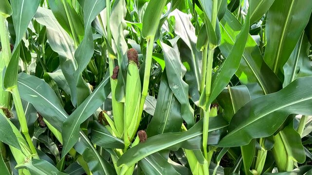 Corn Cob with Dried Silk in Green Cornfield, Circling Around Then Moving Closer