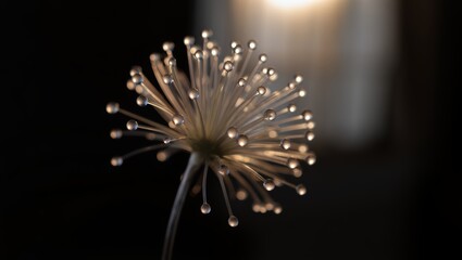 Obraz premium Macro photograph of a delicate dried allium flower with dew drops on each filament, backlit by warm light against a dark background. 