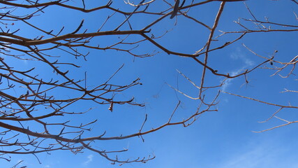 tree branches against blue sky
