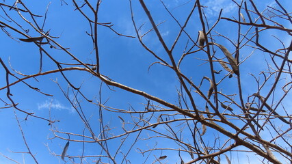 tree branches against blue sky