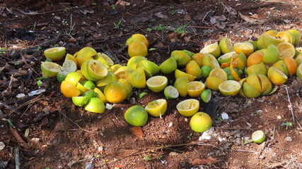 spring oranges in the garden