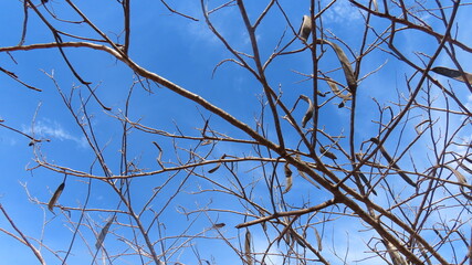 tree branches against blue sky