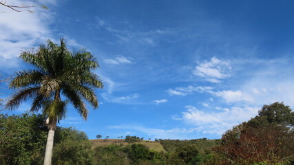 palm trees and blue sky