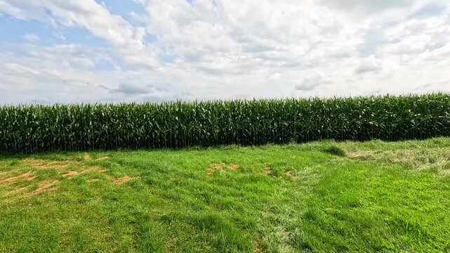 Tasseling Cornfield Beyond Grass, Walking Through Yard Then Turning to Metal Pole Barn Shed