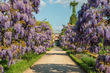 Hortus Botanicus Lovaniensis Leuven