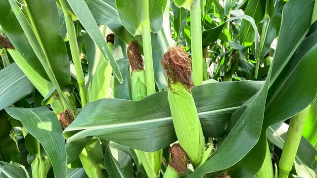 Corn Cobs with Brown Dried Silk in Cornfield, Slow Motion Looking Down