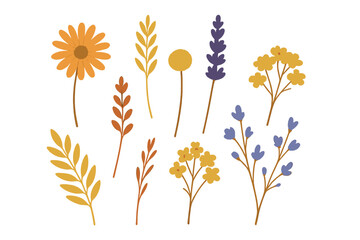 Colorful floral elements in a modern illustrating style dried flowers for crafts