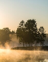 Misty sunrise over a tranquil forest