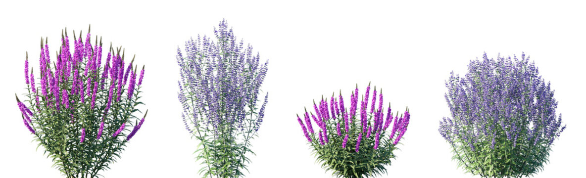 Set of Lythrum salicaria and Perovskia atriplicifolia frontal isolated png on a transparent background perfectly cutout high resolution