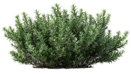 Dense cluster of rosemary plants