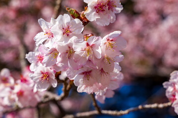 Close-up of beautiful pink and white sakura cherry blossoms blooming in early spring.