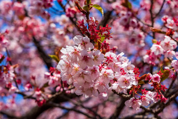 Obraz premium Delicate pink and white Sakura flowers with a blurred background in early spring.
