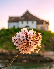 Spring blossoms near a house