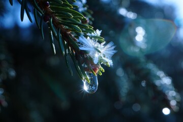 Extreme close-up of a delicate ice crystal and a sparkling water droplet on a green pine branch backlit by morning sun with a blue bokeh background