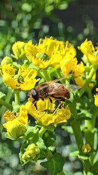 honey bee gathering nectar from graveolens plant. 4K Vertical