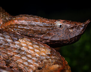 Portrait of Porthidium nasutum with reddish coloration, a Central American pit viper whose color variation provides effective camouflage in the forest.
