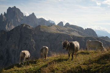 Fototapeta premium Cows grazing on a green alpine meadow with the dramatic Dolomite peaks in the background, traditional rural life in the Italian Alps