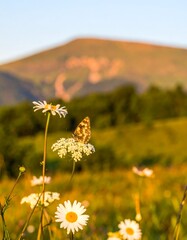 Mountain meadow with wildflowers and butterfly