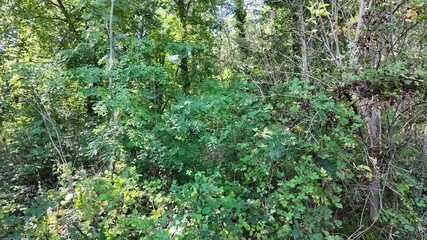 Slow pan across a dense, wild thicket of overgrown brambles and bushes at the edge of a forest