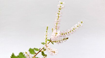 A detailed horizontal close-up of a branched inflorescence of tiny white or light pink flowers from the plant known as Sweet Cicely or Myrrh (Myrrhis odorata).