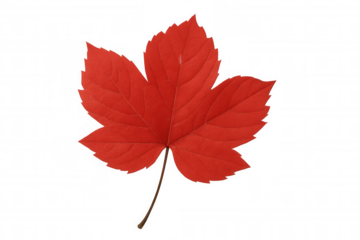 Vibrant crimson maple leaf with five pointed lobes displaying autumn's rich coloration against translucent surface