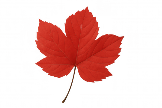 Vibrant crimson maple leaf with five pointed lobes displaying autumn's rich coloration against translucent surface