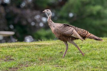 Wild turkey walking in a field.