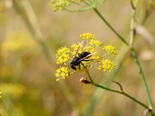 The European hornet (Vespa crabro) on the fennel (Foeniculum vulgare), Florence fennel or finocchio. Lower Normandy, France