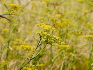 Flowering of the fennel (Foeniculum vulgare), Florence fennel or finocchio. Lower Normandy, France