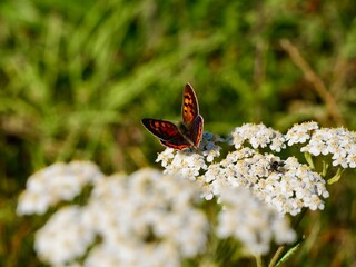 The small copper (Lycaena phlaeas), American copper, or common copper, is a butterfly of the Lycaenids or gossamer-winged butterfly family. Lower Normandy, France