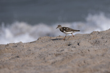 Ruddy Turnstone Walking on Sandy Shore