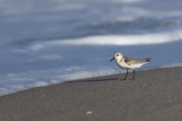 Sanderling Shorebird by Ocean Waves