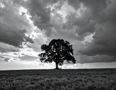 Dramatic black and white silhouette of tree against stormy sky.