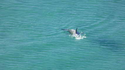 Obraz premium Dolphin