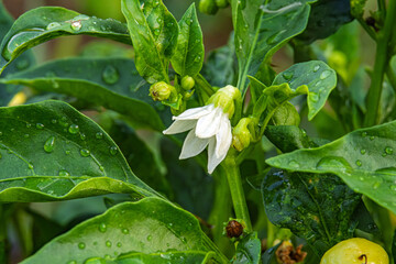 Obraz premium Close-up of a pepper plant with a delicate white flower. Pepper flower surrounded by fresh green leaves covered in raindrops. Symbolizing growth, agriculture and natural beauty. Selective focus.